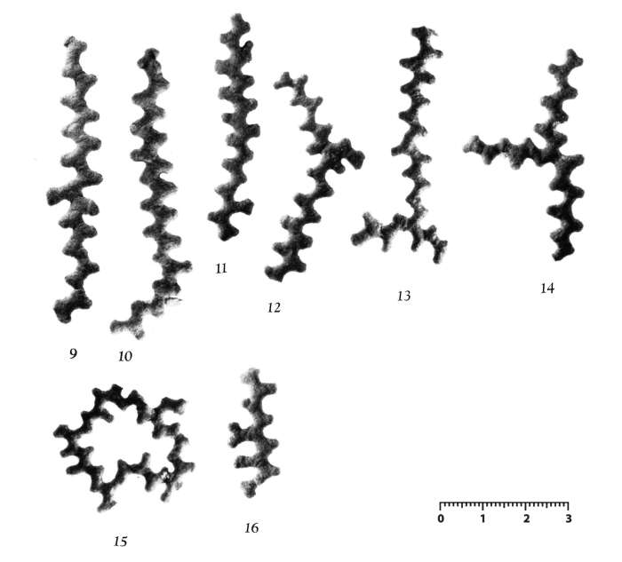 Image de Schizammina pinnata (Pearcey 1908)