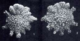 Image de Calcarina hispida Brady 1876