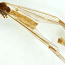 Image of Tipula (Savtshenkia) signata Staeger 1840