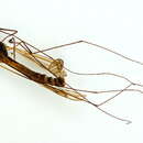 Image of Tipula (Emodotipula) obscuriventris Strobl 1900