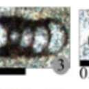 Image of Rectogordius iranicus Alipour & Vachard ex Alipour et al. 2012