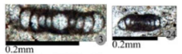 Image of Rectogordius iranicus Alipour & Vachard ex Alipour et al. 2012