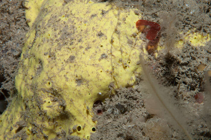Image of Spongosorites calcicola Picton & Goodwin 2007