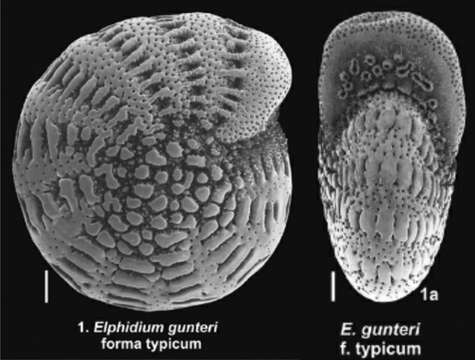 Cribroelphidium gunteri (Cole 1931)的圖片