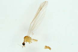 Image of Dicranomyia (Dicranomyia) handlirschi Lackschewitz 1928