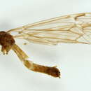 Image of Tipula (Savtshenkia) benesignata Mannheims 1954