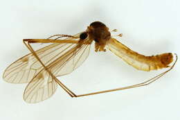 Image of Tipula (Lunatipula) humilis Staeger 1840