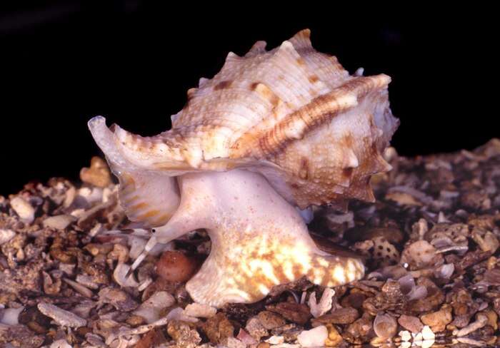 Image of frilled frogsnail