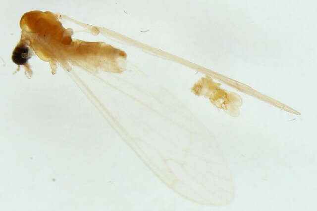 Image of Dicranomyia cf. mitis