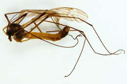 Image of Tipula (Vestiplex) excisa Schummel 1833