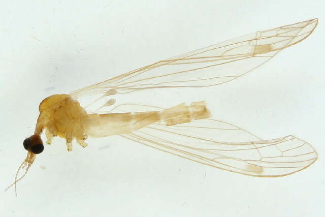 Image of Dicranomyia (Dicranomyia) handlirschi Lackschewitz 1928