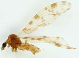 Image of Eloeophila submarmorata (Verrall 1887)