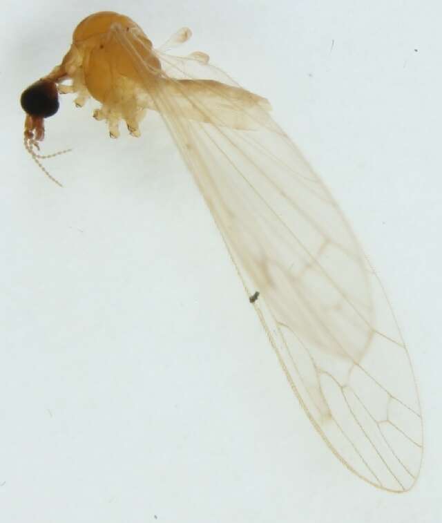 Image of Dicranomyia imbecilla
