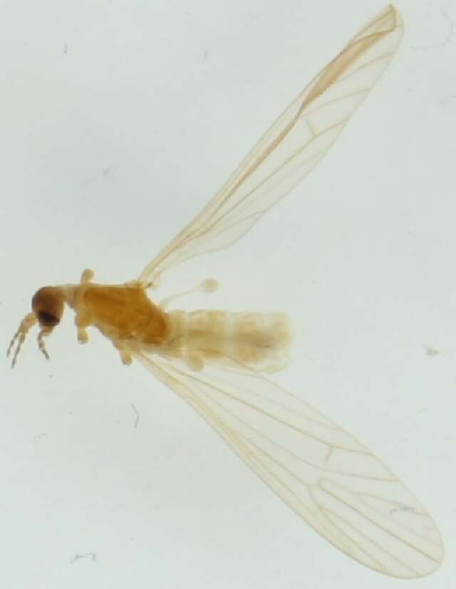 Imagem de Ormosia (Ormosia) pseudosimilis (Lundstrom 1912)