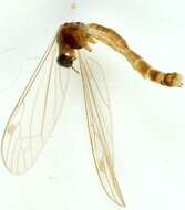 صورة Dicranomyia (Dicranomyia) autumnalis (Staeger 1840)