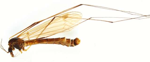 Image of Tipula (Yamatotipula) pruinosa Wiedemann 1817