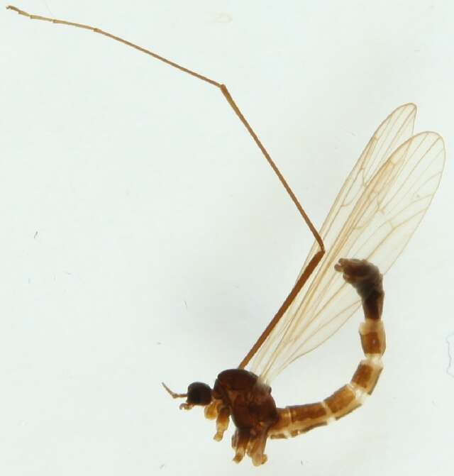 Image of Dicranota (Paradicranota) robusta Lundstrom 1912