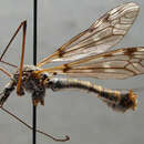 صورة Tipula (Pterelachisus) crassicornis Zetterstedt 1838