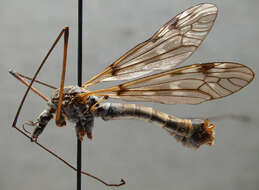 Image of Tipula (Pterelachisus) crassicornis Zetterstedt 1838