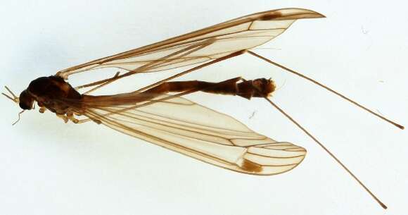 Image of Dolichopeza
