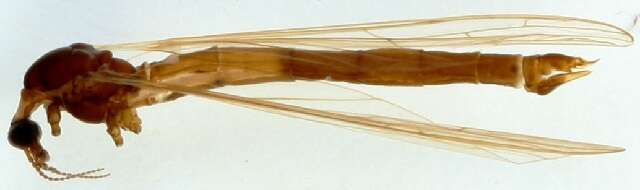 Image of Orimarga (Orimarga) attenuata (Walker 1848)
