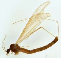 Imagem de Phylidorea (Phylidorea) bicolor (Meigen 1804)