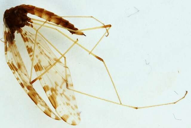 Image of Eloeophila maculata (Meigen 1804)