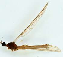 Image of Dicranomyia (Glochina) tristis (Schummel 1829)