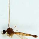 Image of Dicranomyia (Melanolimonia) occidua Edwards 1926