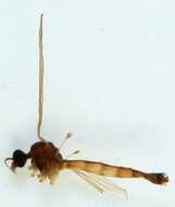 Image of Dicranomyia (Melanolimonia) occidua Edwards 1926