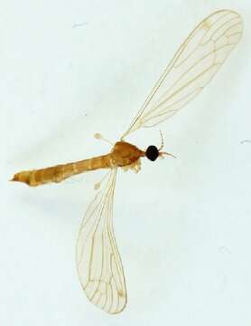 Image of Atypophthalmus (Atypophthalmus) inustus (Meigen 1818)