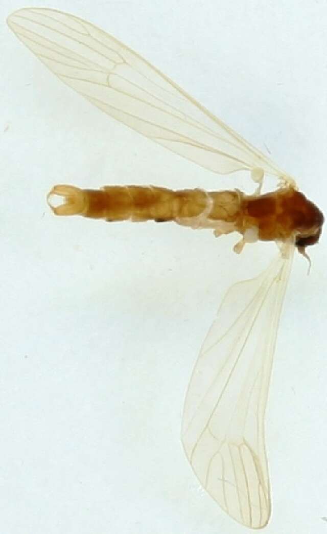 Image of Cheilotrichia (Empeda) neglecta (Lackschewitz 1927)
