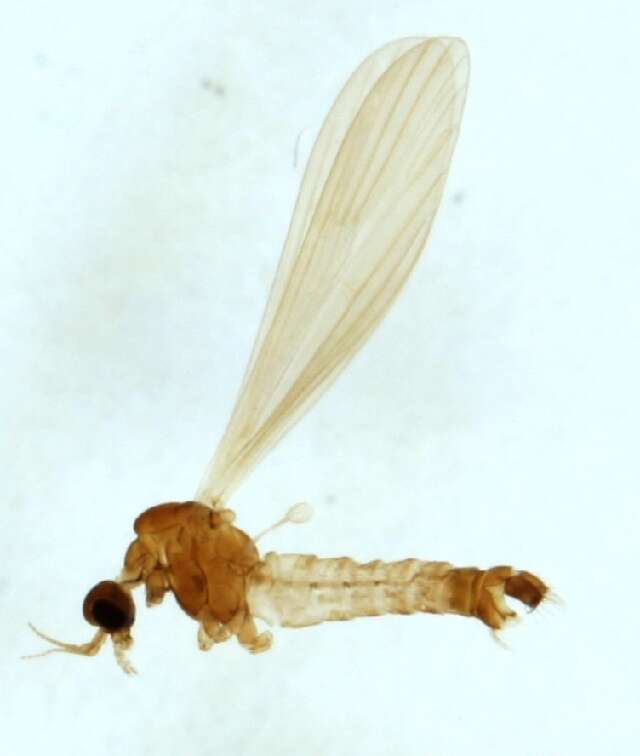 Tasiocera (Dasymolophilus) exigua Savchenko 1973 resmi