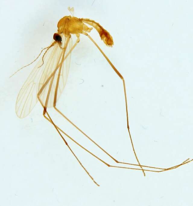 Imagem de Ormosia (Ormosia) pseudosimilis (Lundstrom 1912)