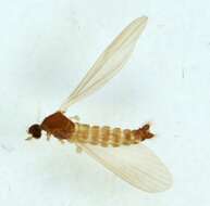 Tasiocera (Dasymolophilus) murina (Meigen 1818) resmi