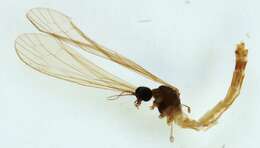 صورة Dicranomyia (Melanolimonia) rufiventris (Strobl 1900)