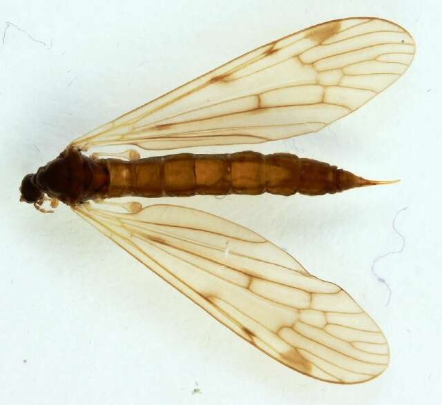 Image of Eloeophila trimaculata (Zetterstedt 1838)