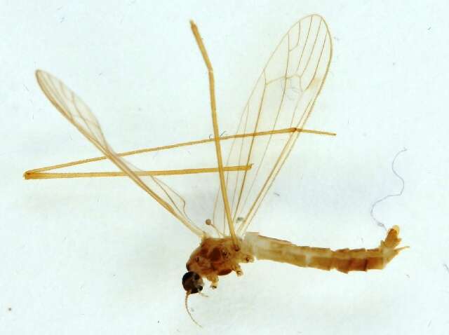 Image of Dicranomyia (Dicranomyia) omissinervis de Meijere 1918