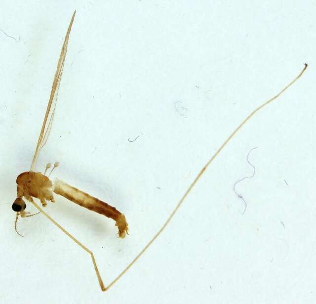 Image of Dicranomyia (Dicranomyia) omissinervis de Meijere 1918