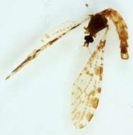 Image of Eloeophila maculata (Meigen 1804)