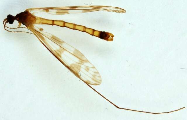 Image de Idioptera pulchella (Meigen 1830)