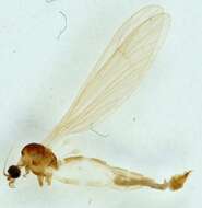 صورة Gonomyia (Gonomyia) simplex Tonnoir 1920