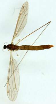 Image of Dicranomyia