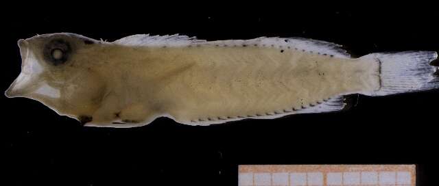 Image of Hypsoblennius