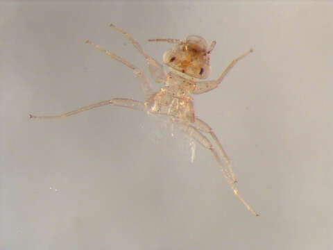 Image of Trogiomorpha