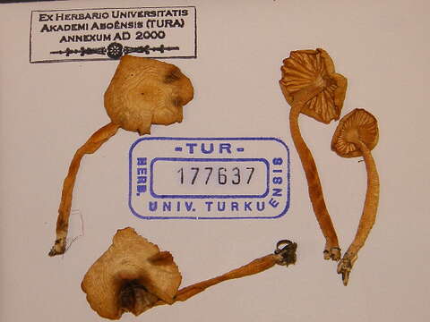 Image of Hygrophoraceae