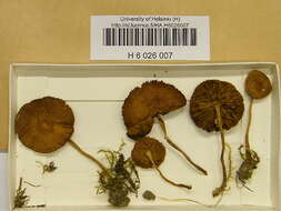 Image of Agrocybe