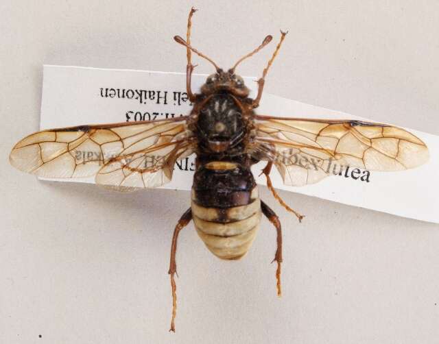 Image of cimbicid sawflies