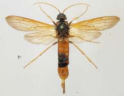 Image of wood wasps