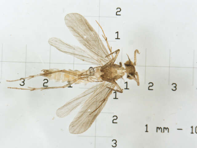 Image of Psychomyioidea